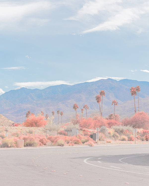 An image of palm trees, coloured pink, by emerging Portuguese artist Teresa Freitas. 