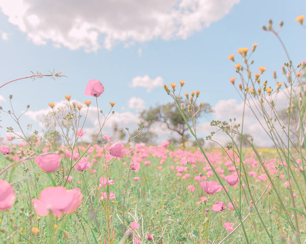 A spring meadow, with brightly coloured pink flowers, by emerging Portuguese artist Teresa Freitas. 