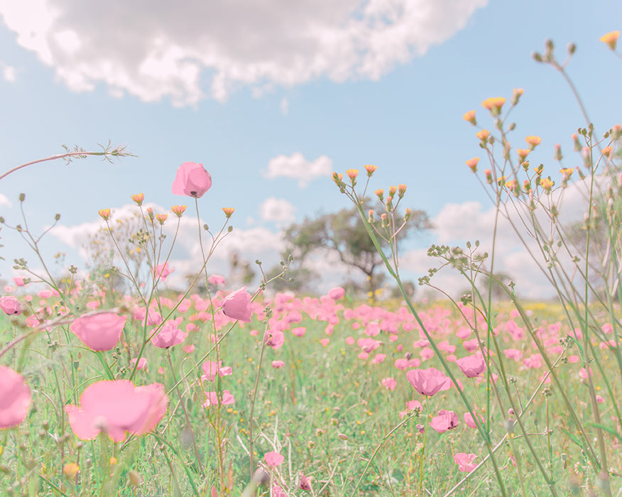 A spring meadow, with brightly coloured pink flowers, by emerging Portuguese artist Teresa Freitas. 